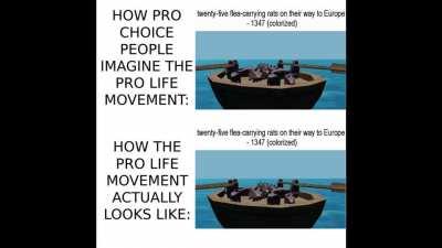 twenty five flea carrying rats on their way to europe