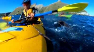Seal throws an octopus at a kayaker