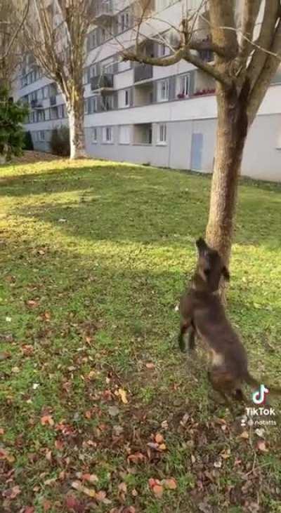 look at the jumping doggo