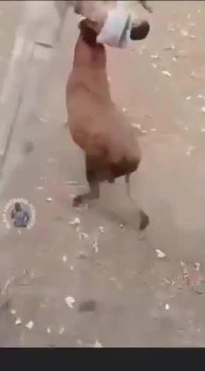 You play with the bull, you get the horns…