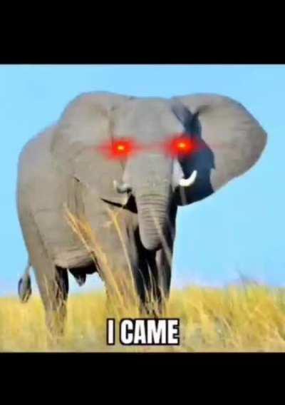 Og elephant