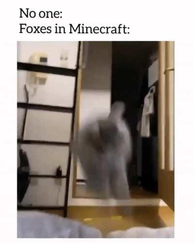 Foxes be like wihuuuuu