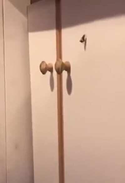 Ah, blissful insect love