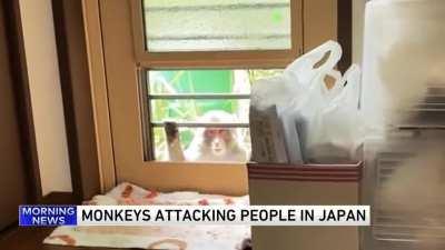 Monkeys have Declared War in Japan!!