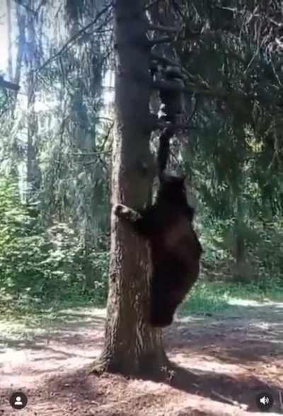 A terrifying encounter with a bear..