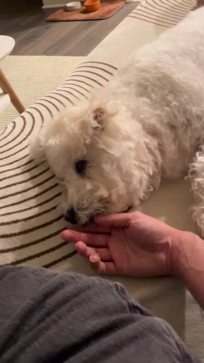 I’m pretty sure my dog sees me as her FWB. Or perhaps owner of a scritches business, and she’s my valued customer. She pays me with licks. If I don’t respond with more petting she gets up and leaves, like cool let’s do this again soon