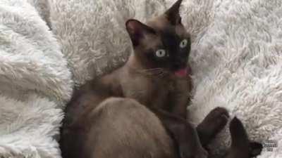 Cat’s reaction to Tornado Warning System (Xpost LarryKauffman69)