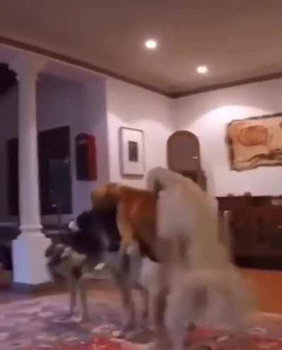 What is the name of the dance?