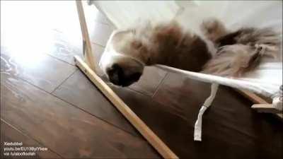 Cat learns to use a hammock