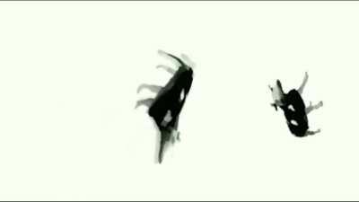 polish cow sings about cocaine