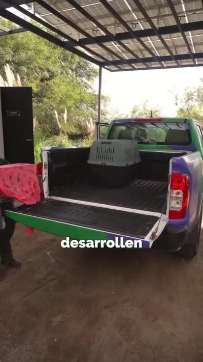 Dos gatos monteses que habían sido rescatados por la Policía Ambiental regresaron a la naturaleza