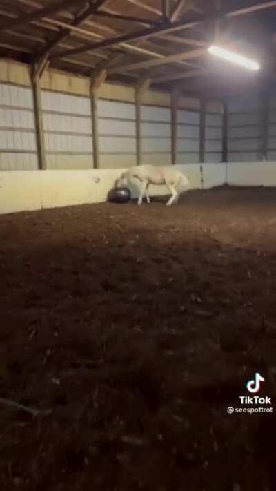 Horsie enjoying playing with a balloon