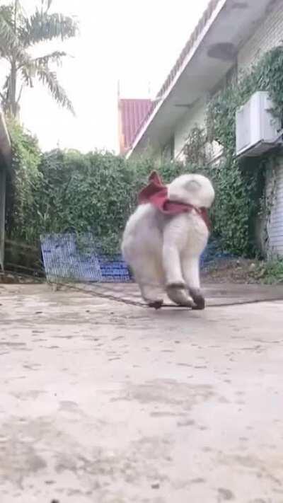 Super Kitty needs more training