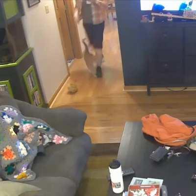 Why do cats do this?