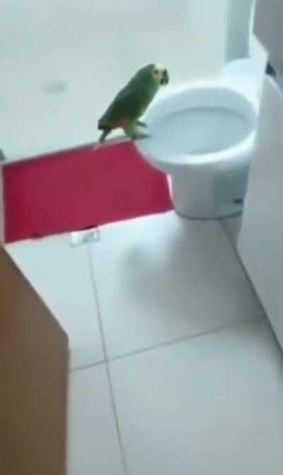 Someone likes to sing in the toilet for reverbs..