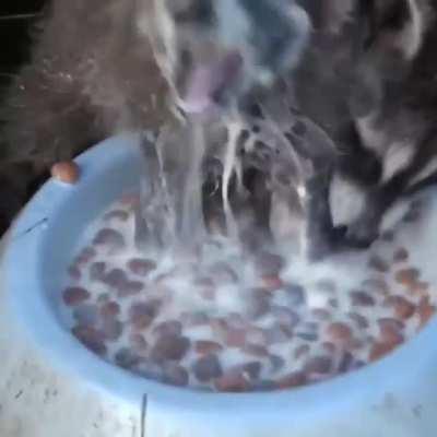 Feasting in Pawnee, Indiana