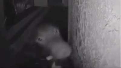 Special guest in the middle of the night.