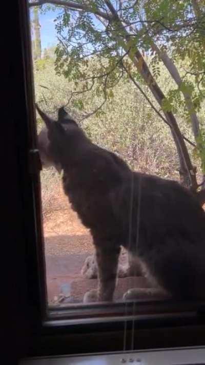 My dad has a bobcat that’s been hanging out around his house for over a month now, does this count as a house cat?