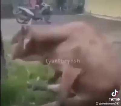 El Dylan no vio mi meme 😔