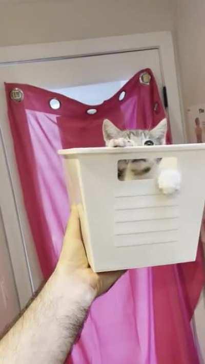 Kittens don’t care where they are as long as they are in some sort of box like container