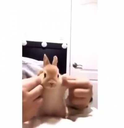 🐰