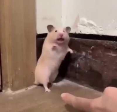 NO PLEASE! I HAVE A FAM- oh hey jerry, imma head out