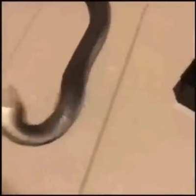 HuMAn FuCkInG pUNcHeS DEfeNcEleSS SnAkE tO DeAtH