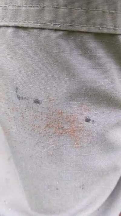 When lone star ticks hatch, they group together as a 