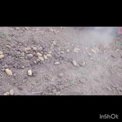 Hi Reddit!!! today I'm sharing the ordinary life of Ukrainians again. so today we started harvesting potatoes :)
