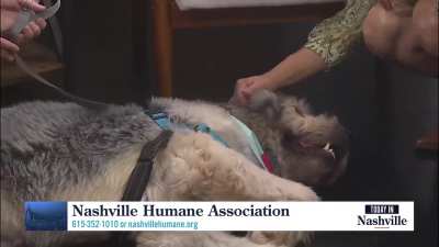 Today In Nashville. WSMV4 TV, November 4th 2025