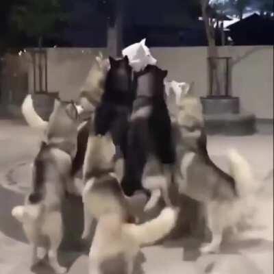 Huskerade, the false prophet