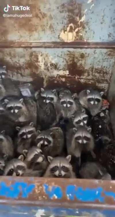 All the trash pandas