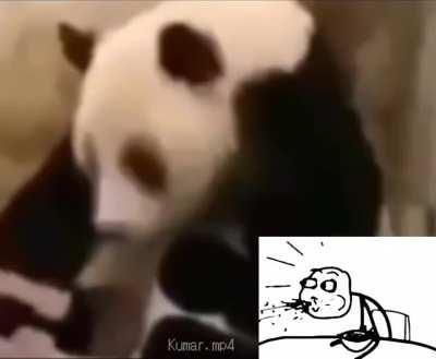 Sed Panda