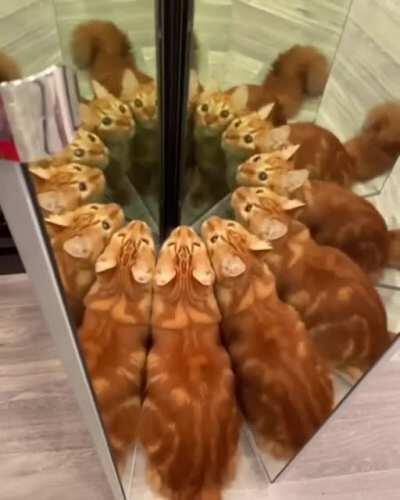 The Cat That Is Many, Feline Entity of a Thousand Souls