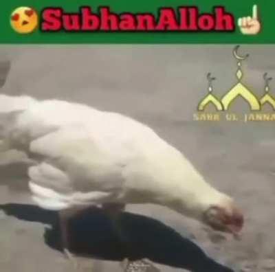 Allah bird