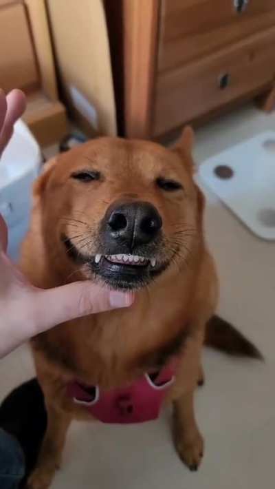 Attempting to get a dog to take its meds