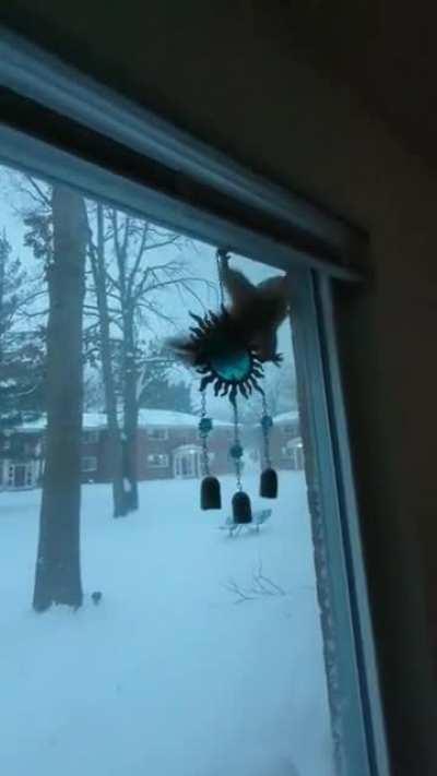 Bubba doesn't care about the blizzard, he's hungry.