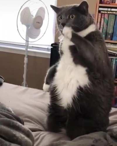 Catto figuring out the dance moves of tiktok 😂
