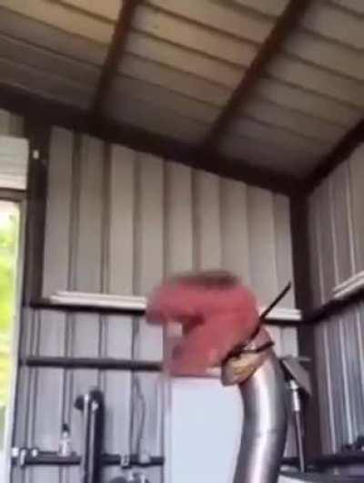 so this is why the dinosaurs went extinct