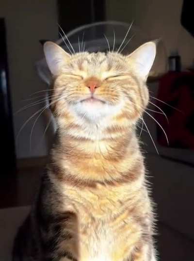 Киса греется в лучах солнышка