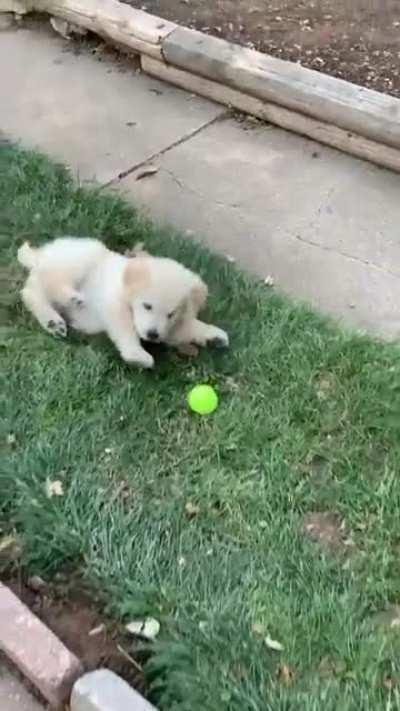 Archibald’s first tennis balls