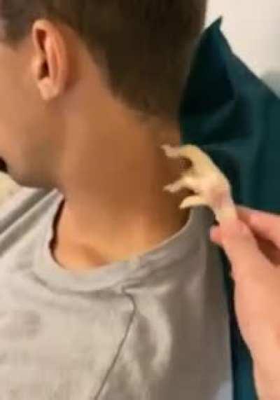 You could say he chickened out.