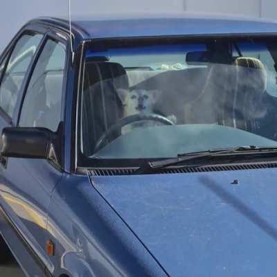 The dogs owner was inside shopping and this little guy was getting impatient.