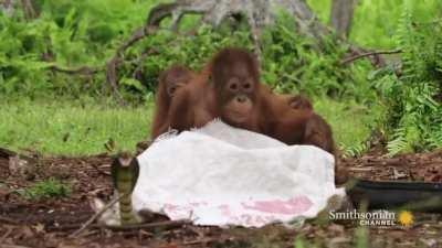 Tactical spin to get to the snake