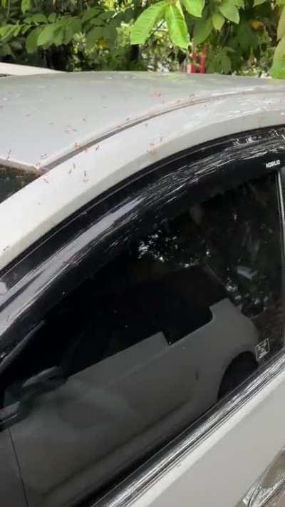 Dude parked to close to a tree that had these ants.