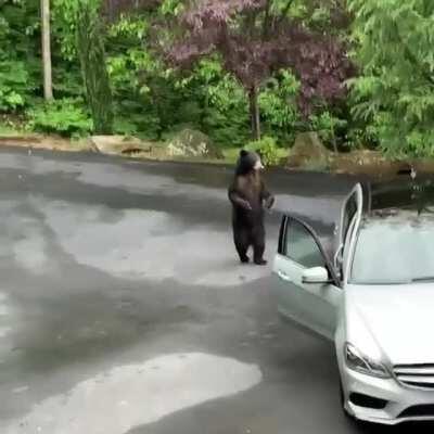 🔥 Black bear caught breaking into car is scared away by the owners in Asheville, NC (credit Christina Marie Fuentes on instagram)