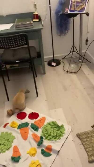 Introducing Truffle to Vanilla Bean the hamster