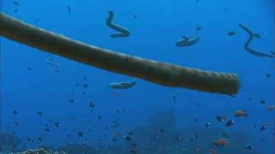 Golden Sea Snakes swimming using paddle-like tails. Drop-for-drop they have the most toxic sea snake venom.