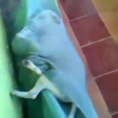 Silêncio 🤫 adm a mimir