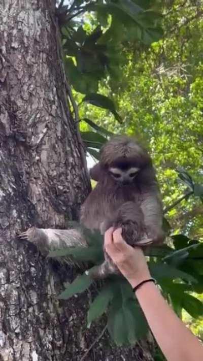 Mother sloth reuniting with her baby.